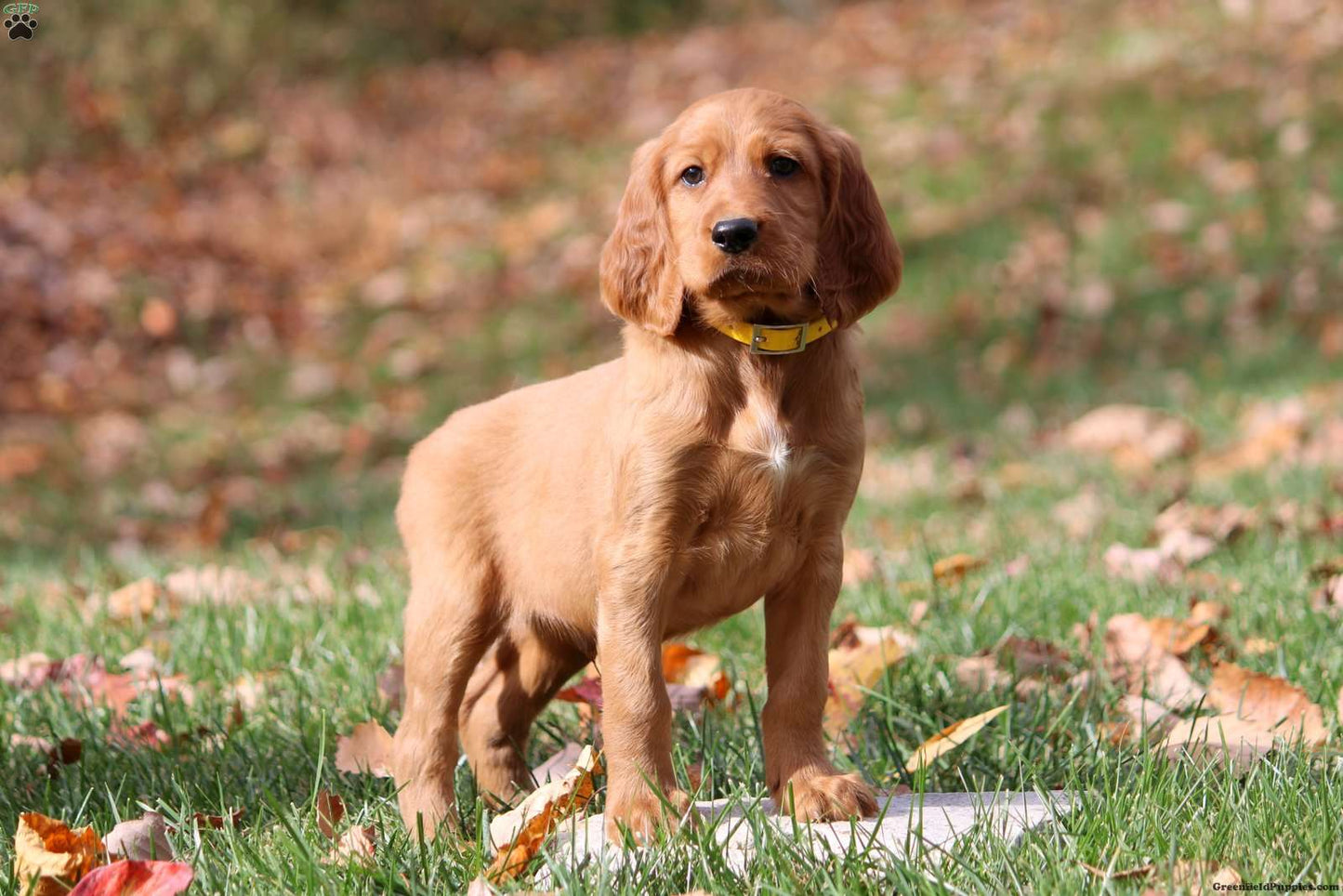 IRISH SETTER