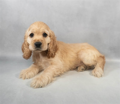 Cocker Spaniel