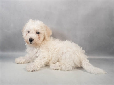 Bichon Frise