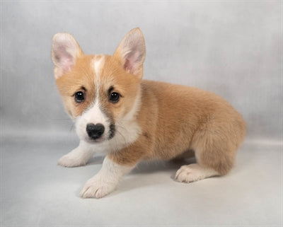 Corgi