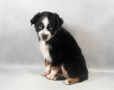 Toy Australian Shepard