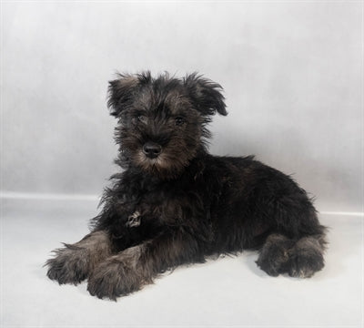 Mini Schnauzer