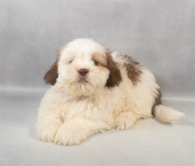 Lhasa Apso