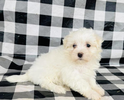 Maltese
