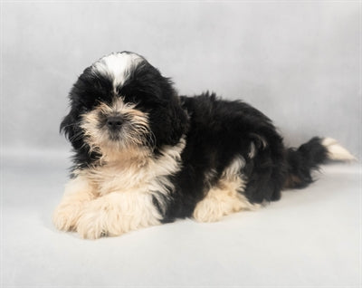 Shih Tzu