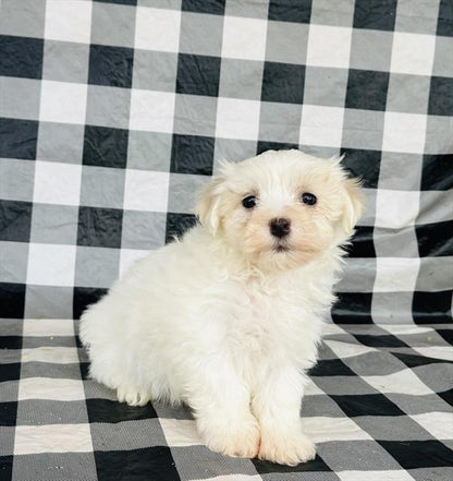 Maltese