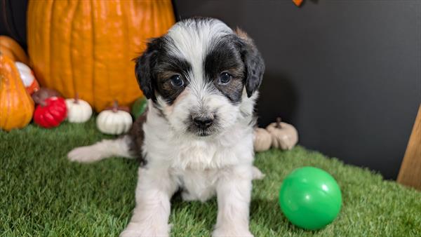 MINI AUSSIEDOODLE
