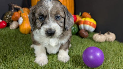 MINI AUSSIEDOODLE