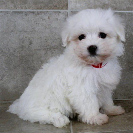 Maltese