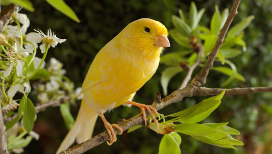 MALE CANARY