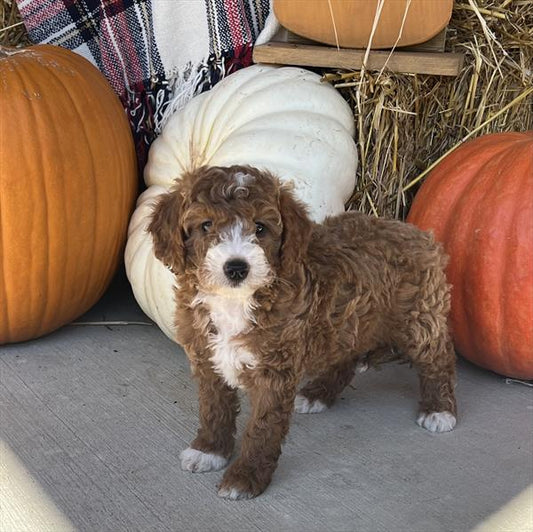MINI GOLDENDOODLE