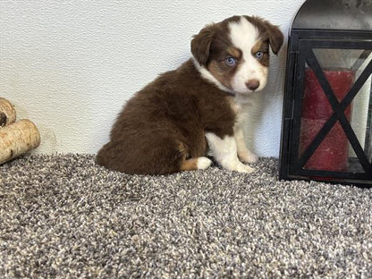 Mini Australian Shepherd