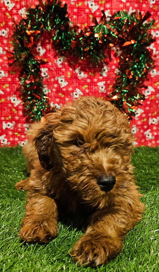 Mini Golden Doodle