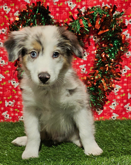 Mini Australian Shepherd