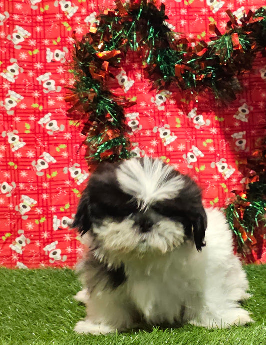 Shih Tzu