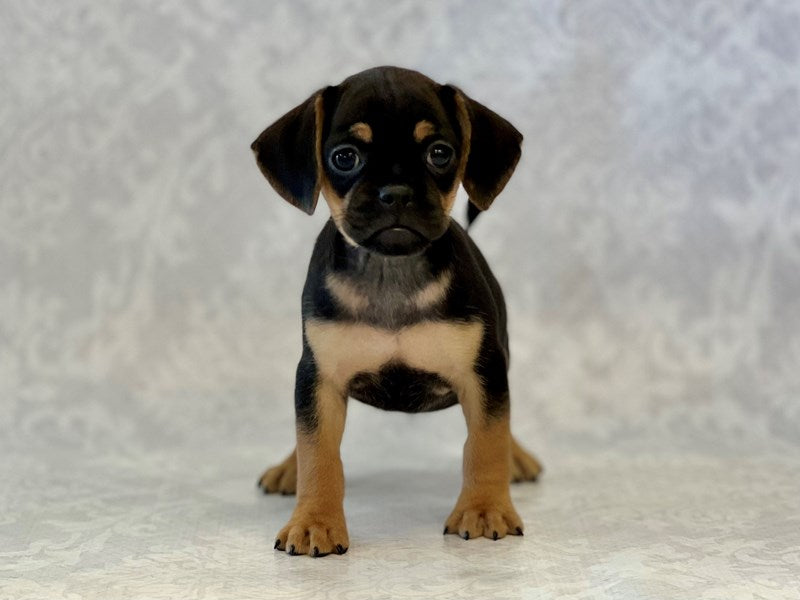 PUGGLE