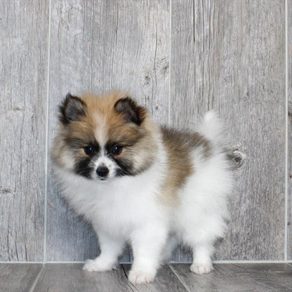 Pomeranian