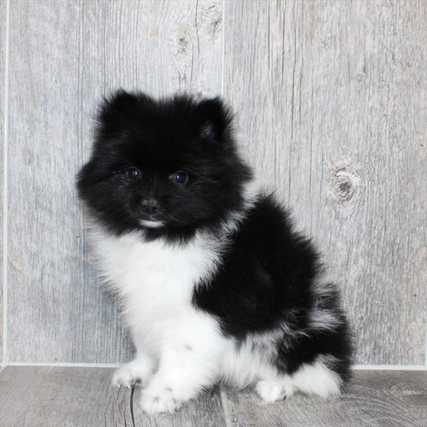Pomeranian