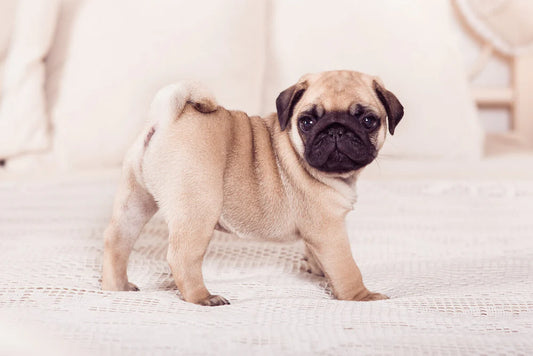 Pug