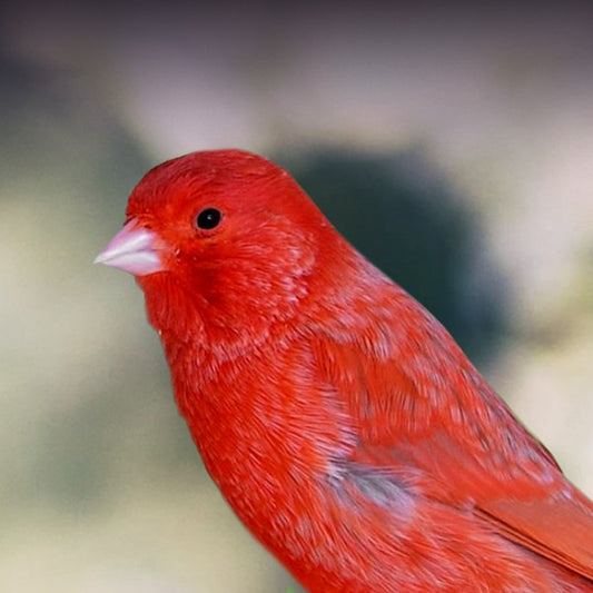 RED MALE CANARY