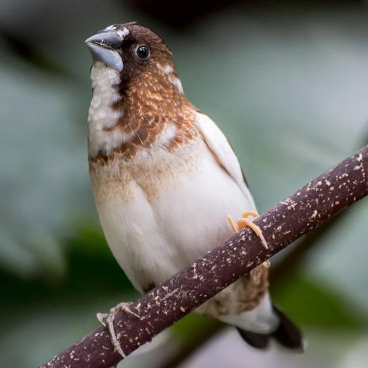 SOCIETY FINCH