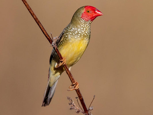 STAR FINCH
