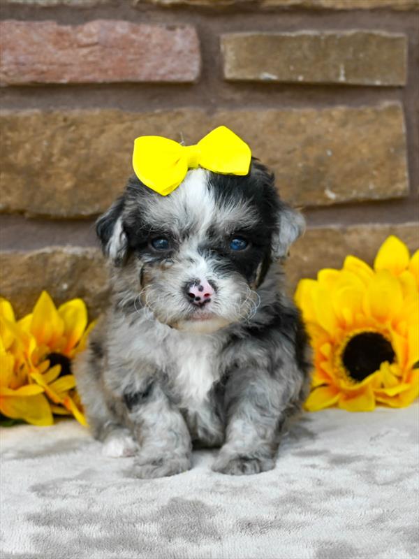 SHEEPADOODLE