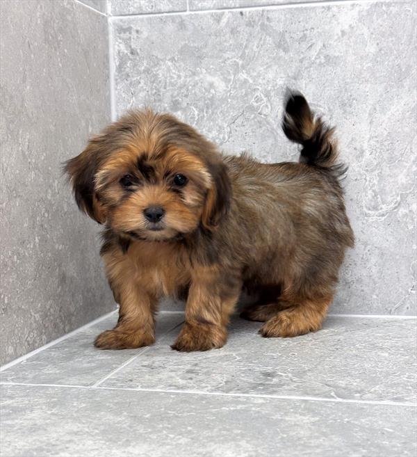 Shorkie