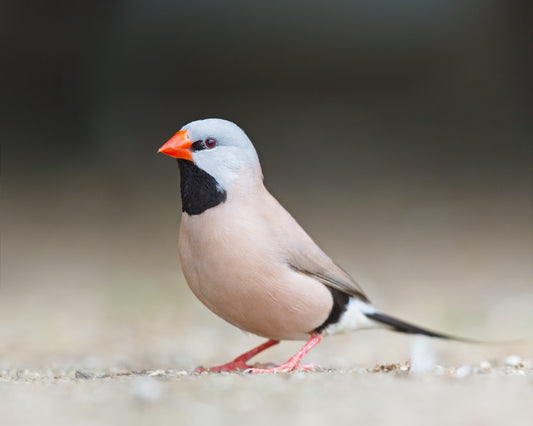 SHAFT-TAIL FINCH