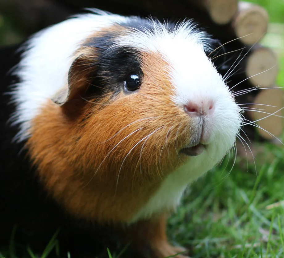 Guinea Pig