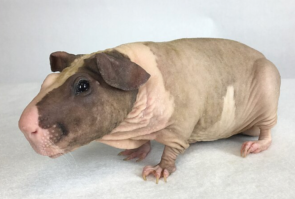 Skinny Pig