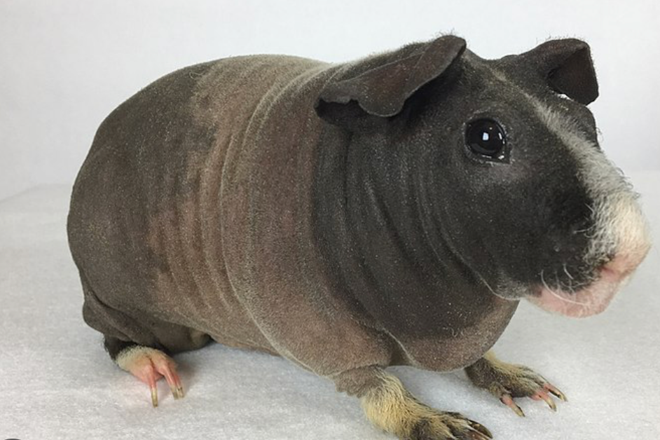 Skinny Pig