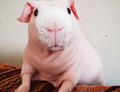 Skinny Pig