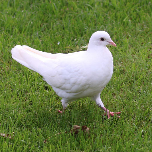 WHITE DOVE