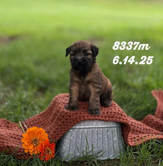 WHEATEN