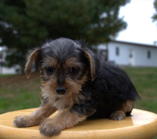 Yorkshire Terrier (YORKIE)