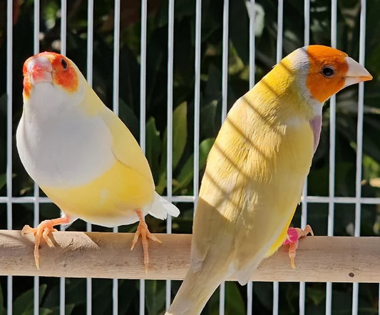 YELLOW GOULDIAN FINCH (PAIR)