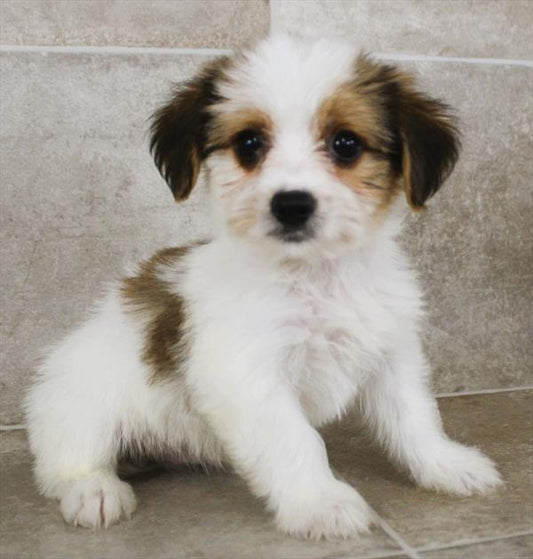 Yorkshire Terrier (YORKIE)
