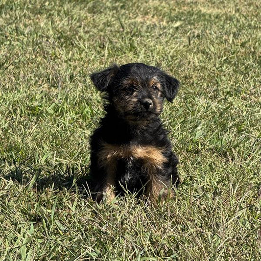 YORKIEPOO