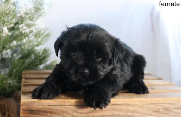 Yorkshire Terrier (YORKIE)