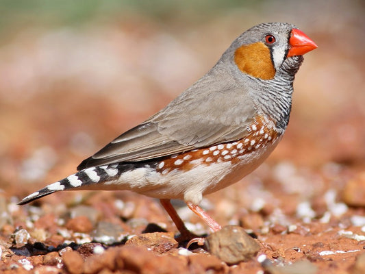 ZEBRA FINCH