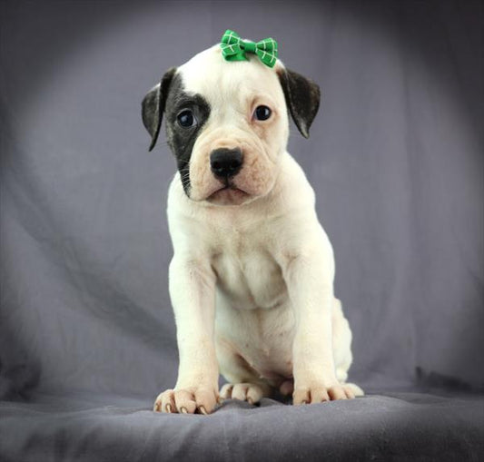 AMERICAN BULLDOG