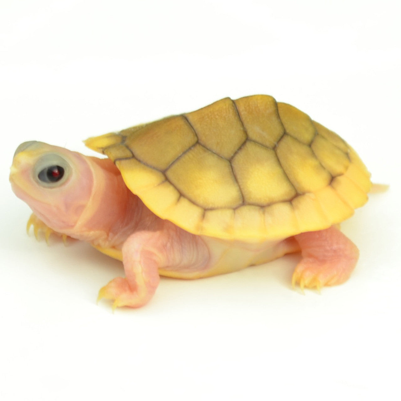 Albino Caramel Slider Turtle