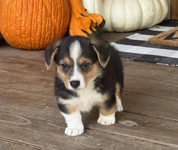 AMERICAN CORGI