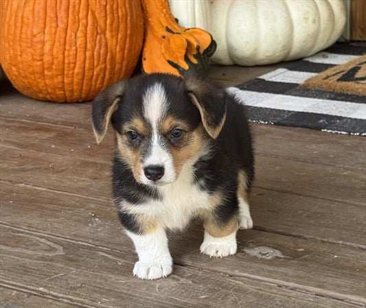 AMERICAN CORGI