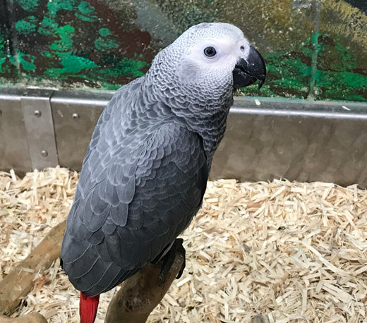 African Gray