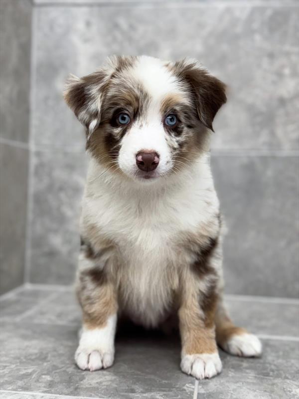Mini Australian Shepherd