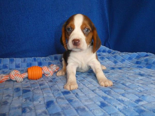 Beagle