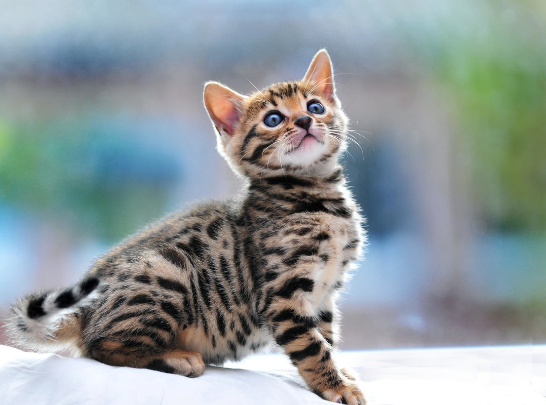 Bengal Kitten