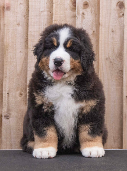 BERNESE MOUNTAIN DOG